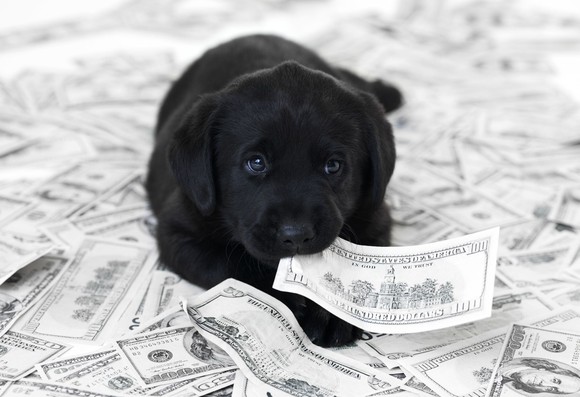 a black labrador pully holds a hundred-dollar bill in its mouth on top of a pile of cash.