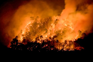 Wildfire