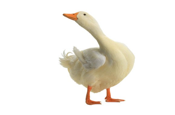 A white duck with an orange bill, similar to the Aflac spokesduck