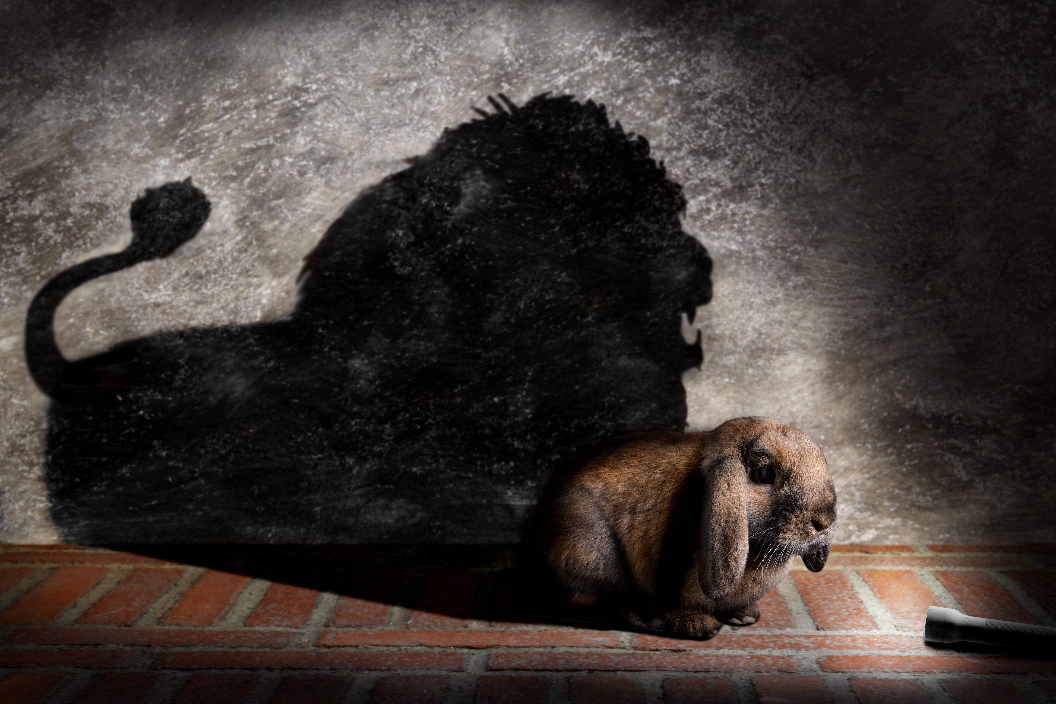 Flashlight shining close-up on a flop-eared rabbit; Shadow on the wall shows a lion.