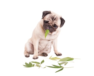Dog eating marijuana leaf
