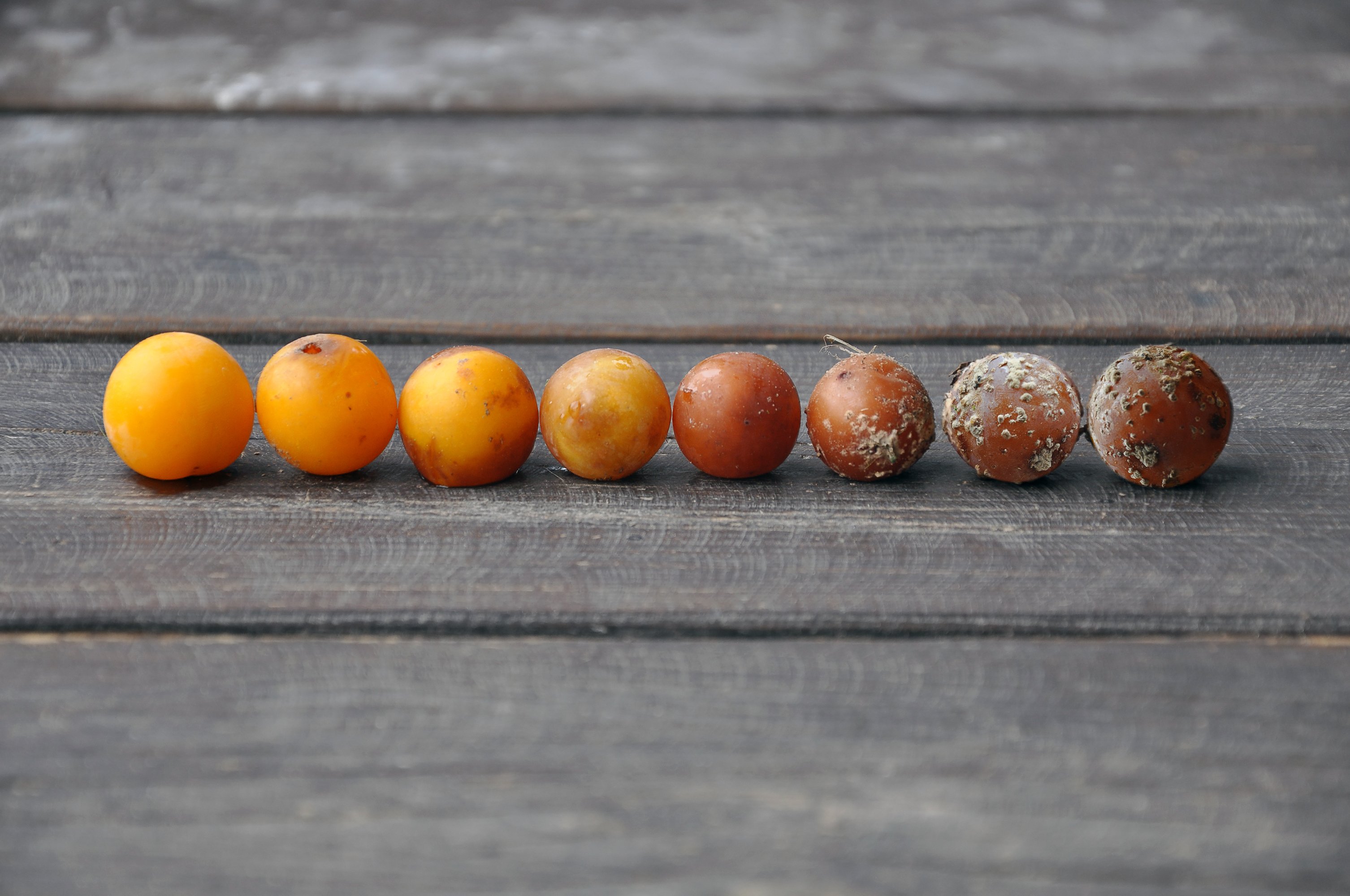 Ripe yellow plums varying degrees of rot.
