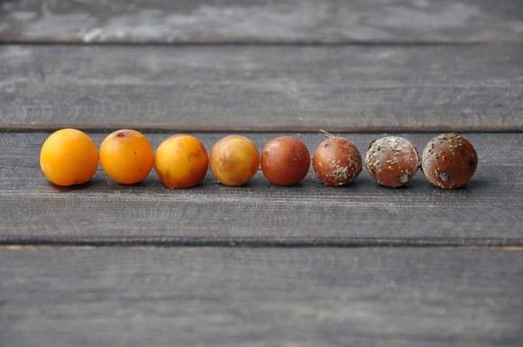 Ripe yellow plums varying degrees of rot.