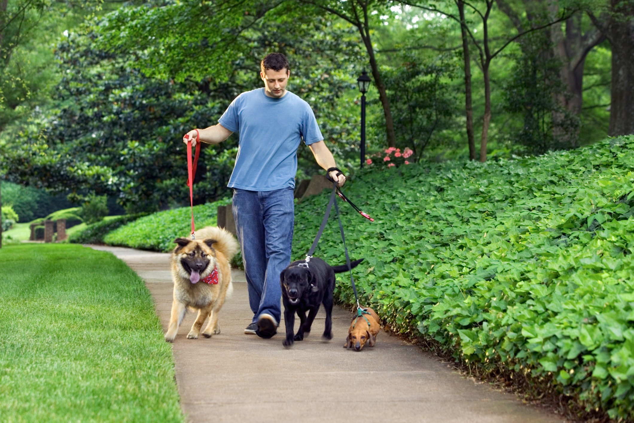 Man walking three dogs in a park.