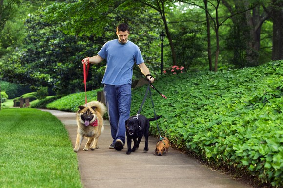 Man walking three dogs in a park.