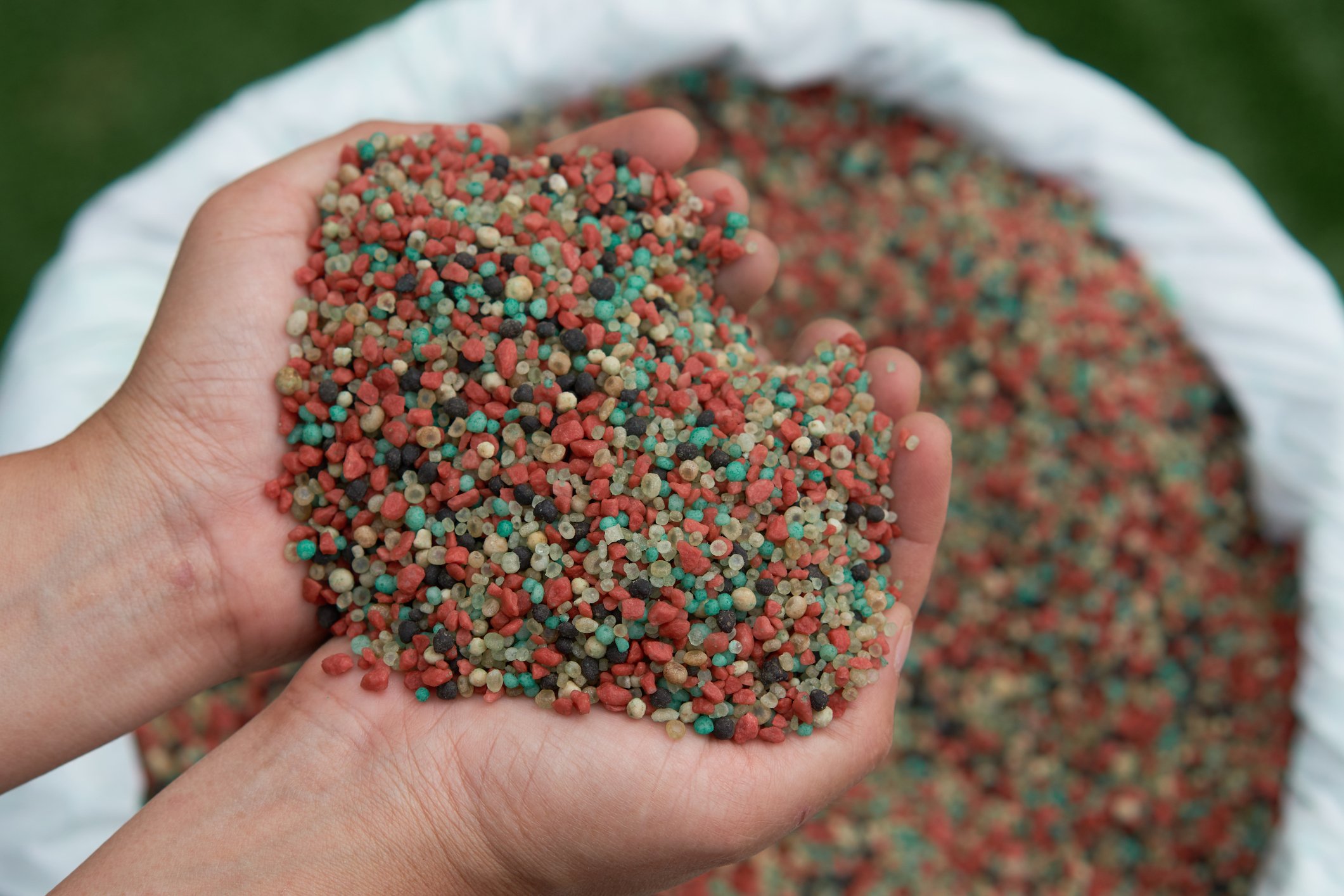 Person holding handfuls of fertilizer above a container full of fertilizer.