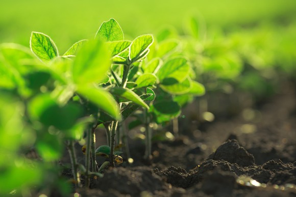 Soybean plants rising from the soil.