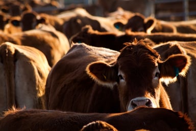 107 beef cattle