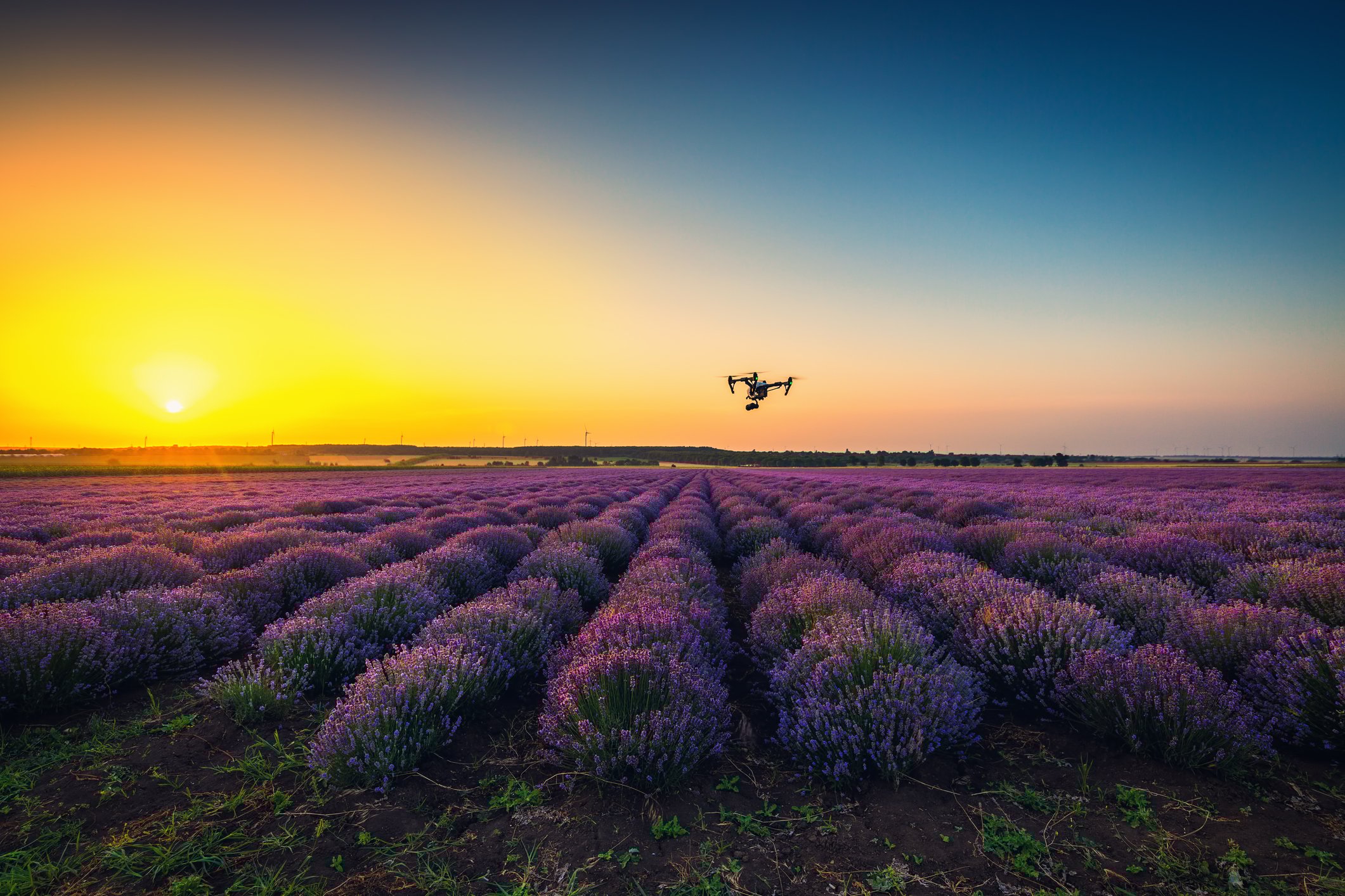 Drone flying above a field of purple bushes. 
