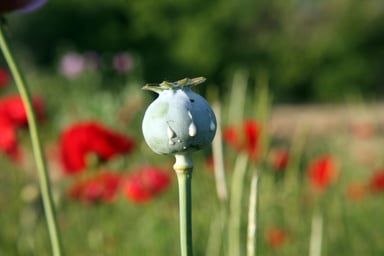 Opium poppy plants
