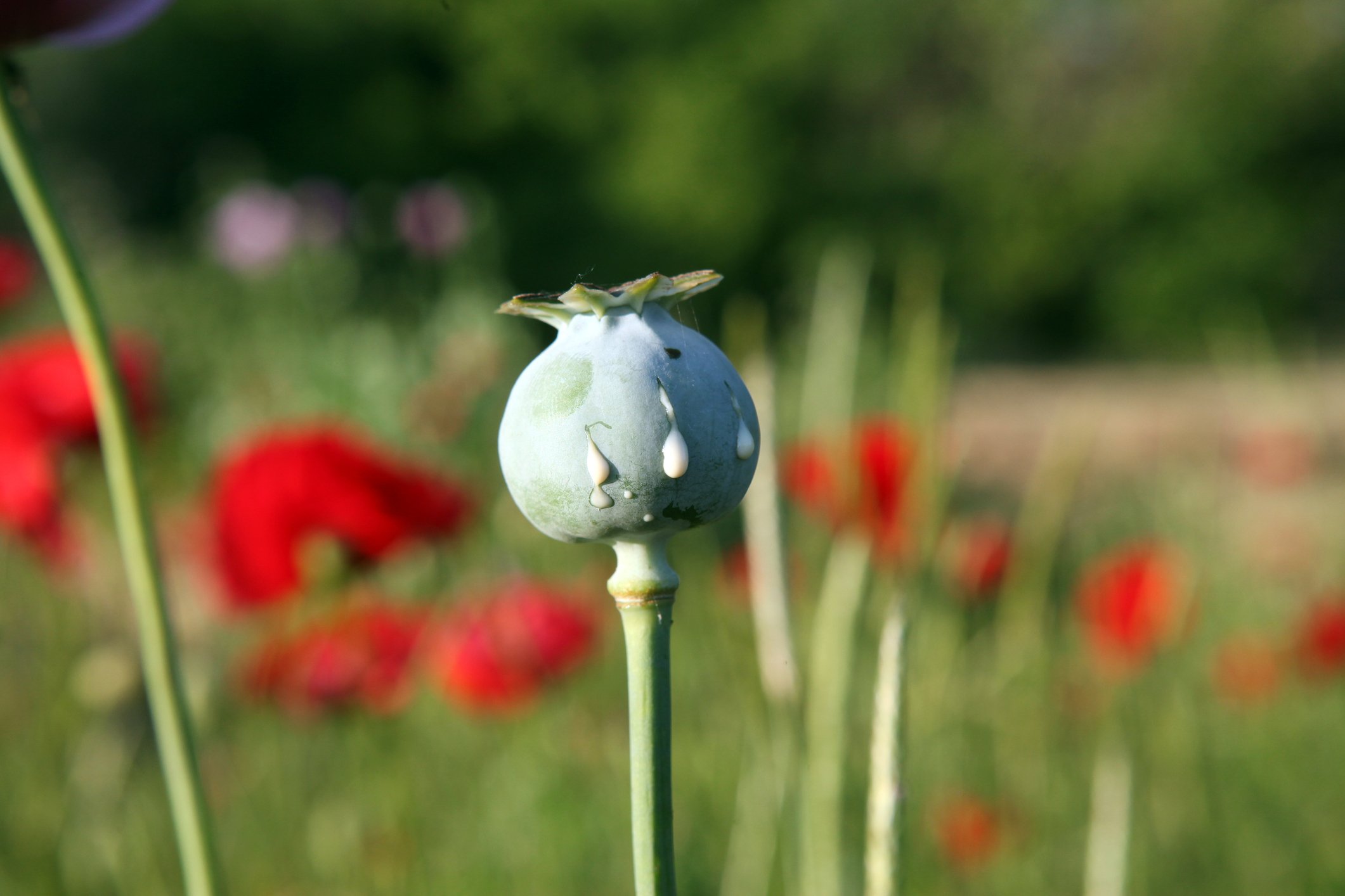 Opium poppy plants