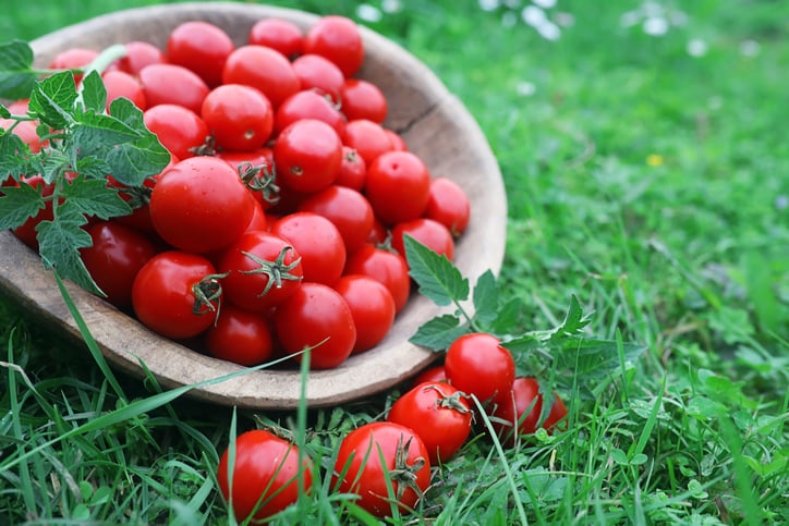 Fresh tomatoes in a wooden bowl