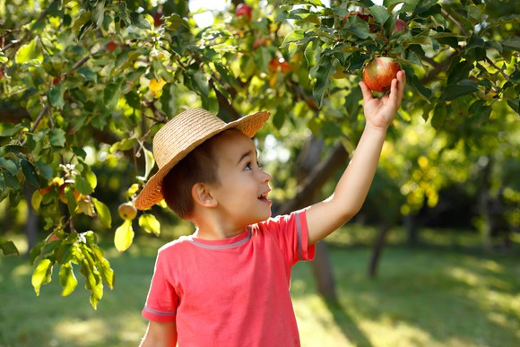 a child picking an apple