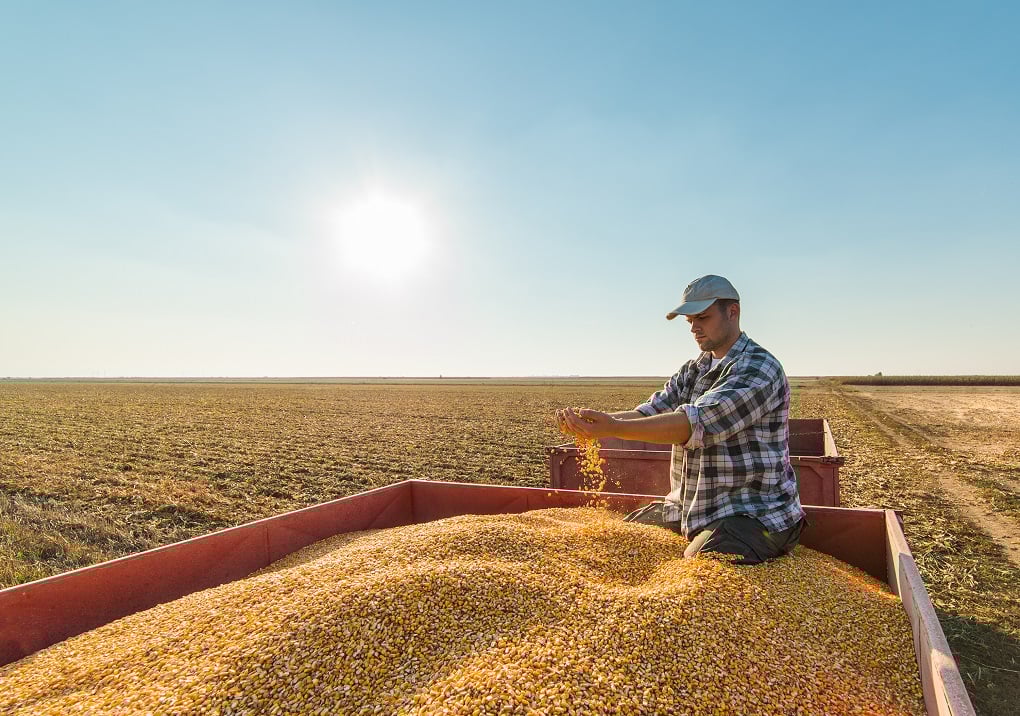 Agricultural worker in a corn combine checking harvested crop.