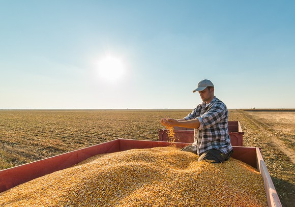 Agricultural worker in a corn combine checking harvested crop.