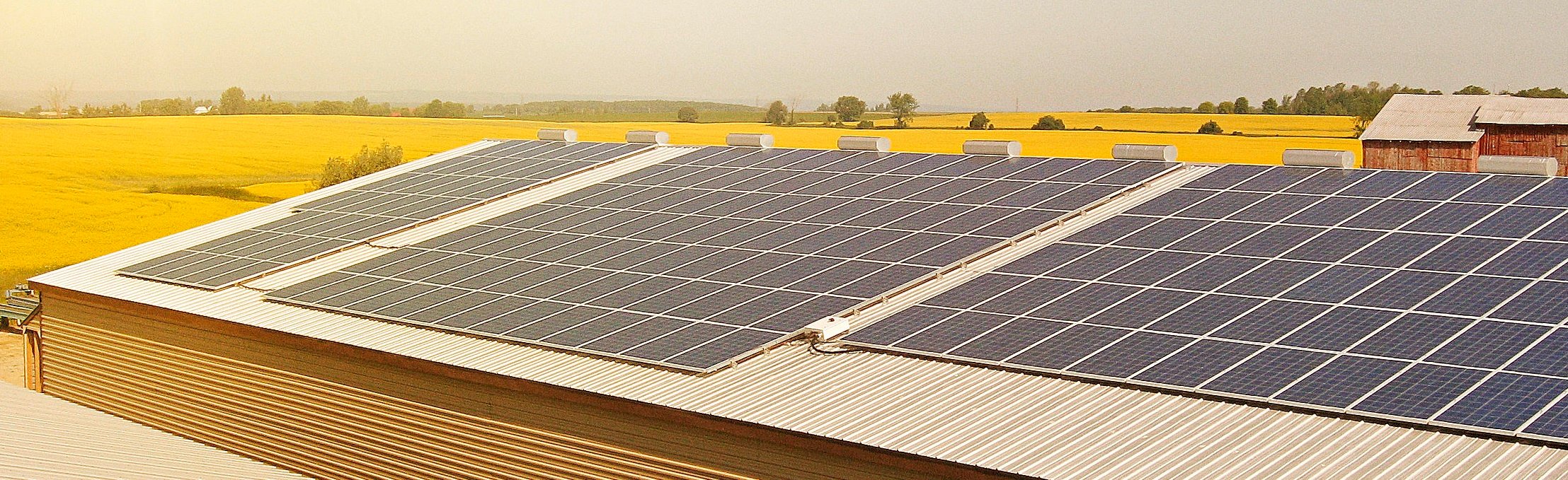 Rooftop solar panels at an agricultural facility, surrounded by yellow-flowering fields on a hazy sunny day.