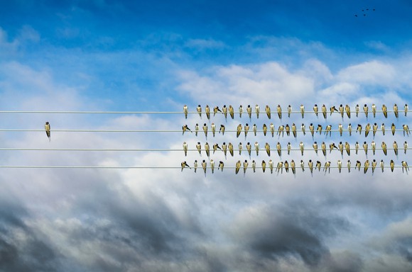 birds on a wire alone against mass