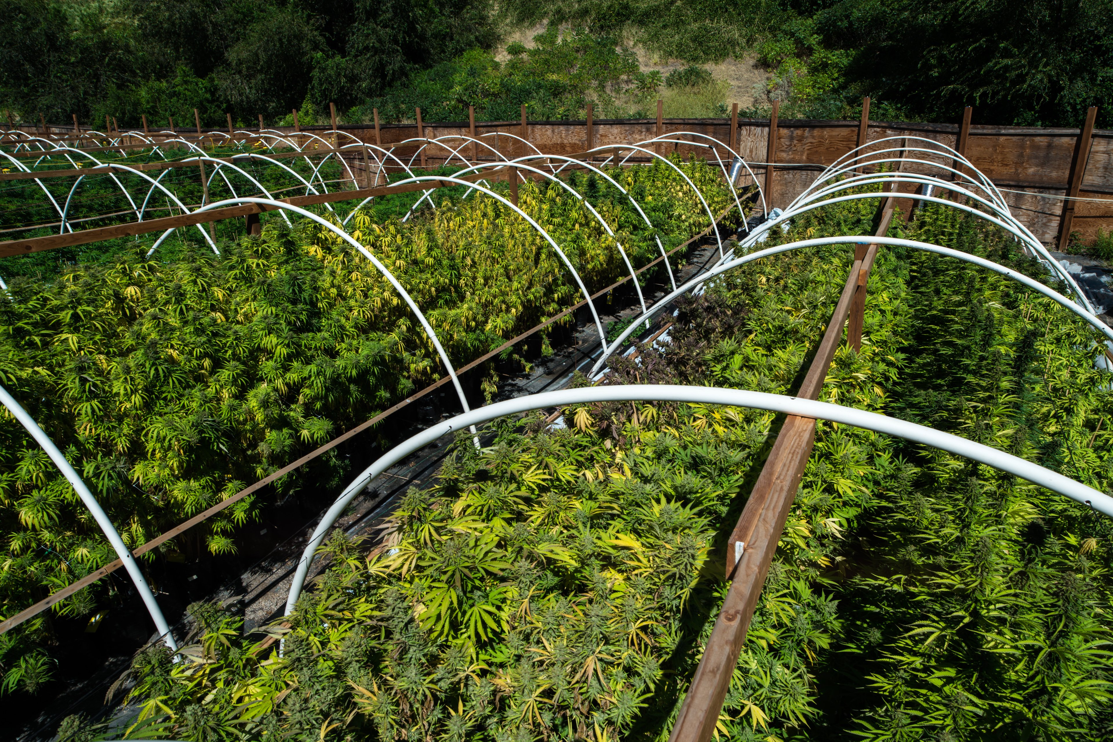 An outdoor cannabis grow facility. 