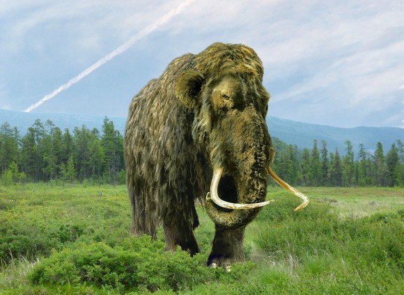 Woolly mammoth walking through a field with line of trees behind it