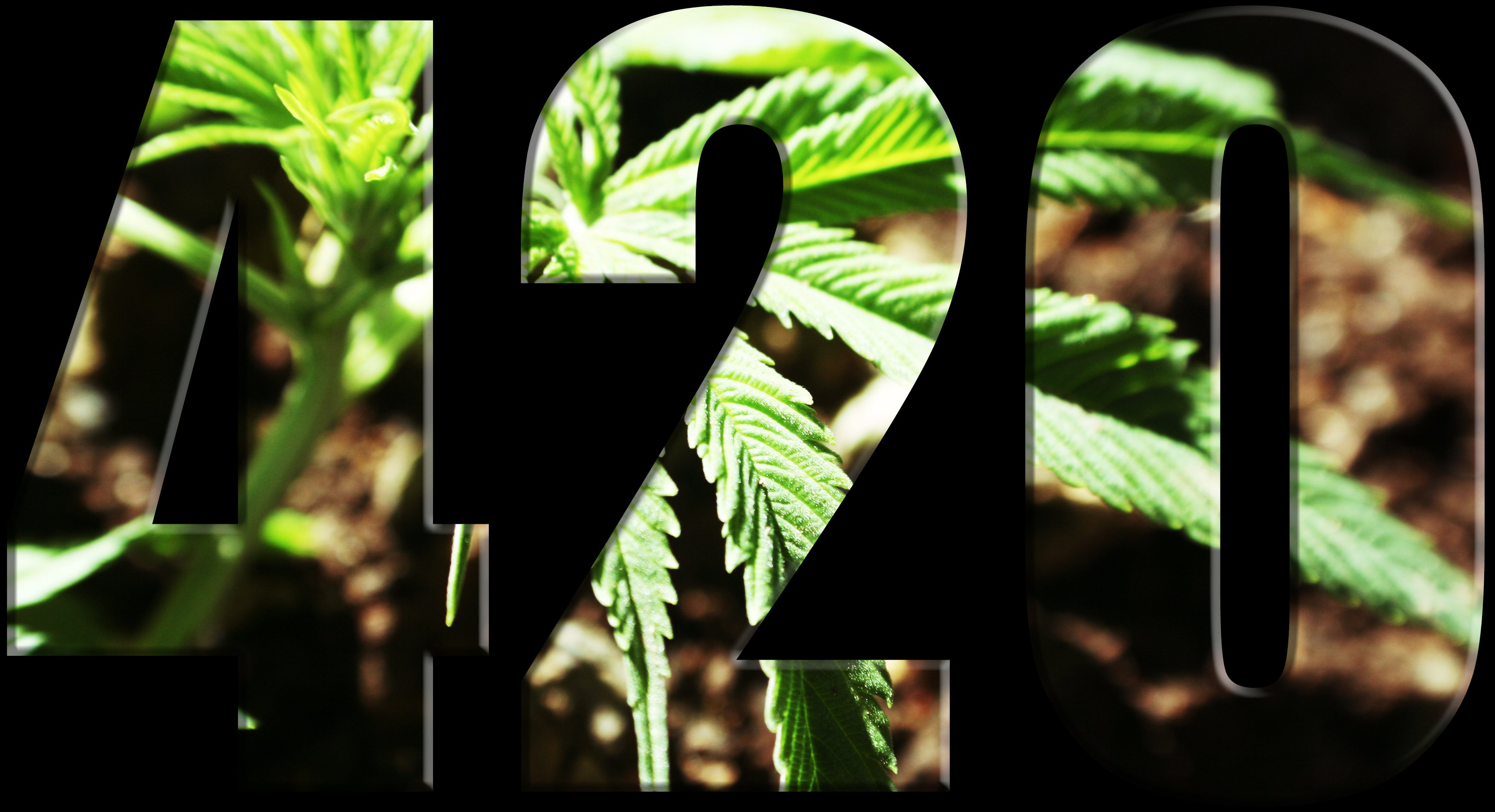marijuana 420 GettyImages-831364496