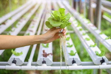 Plant in a hydroponic growth facility