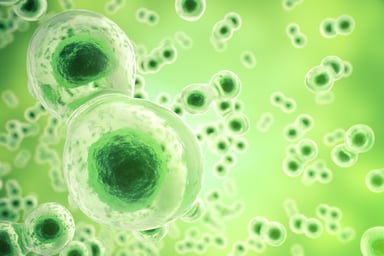 Cells