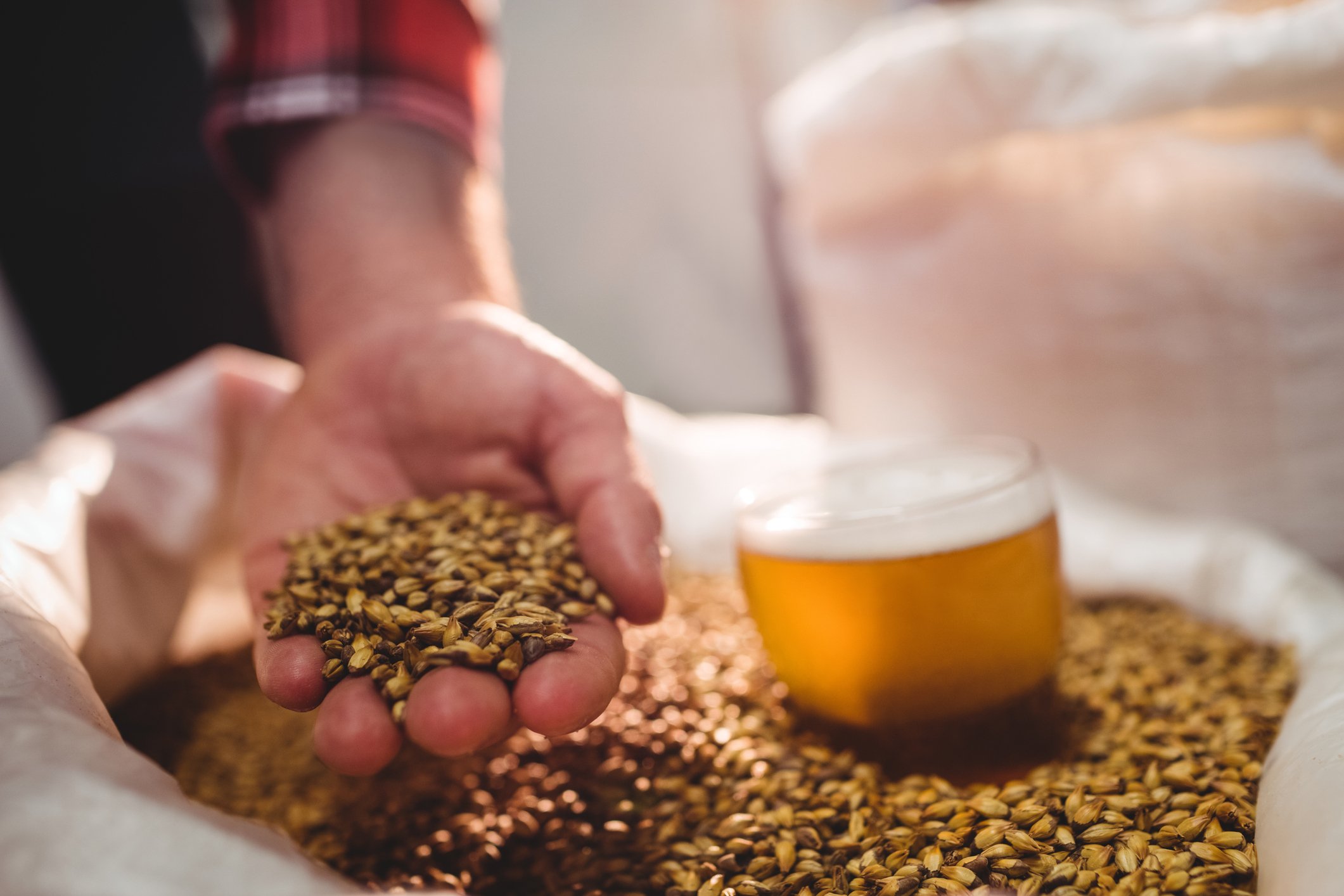 A hand holding barley next to a glass of beer sitting on top of a bag of barley.