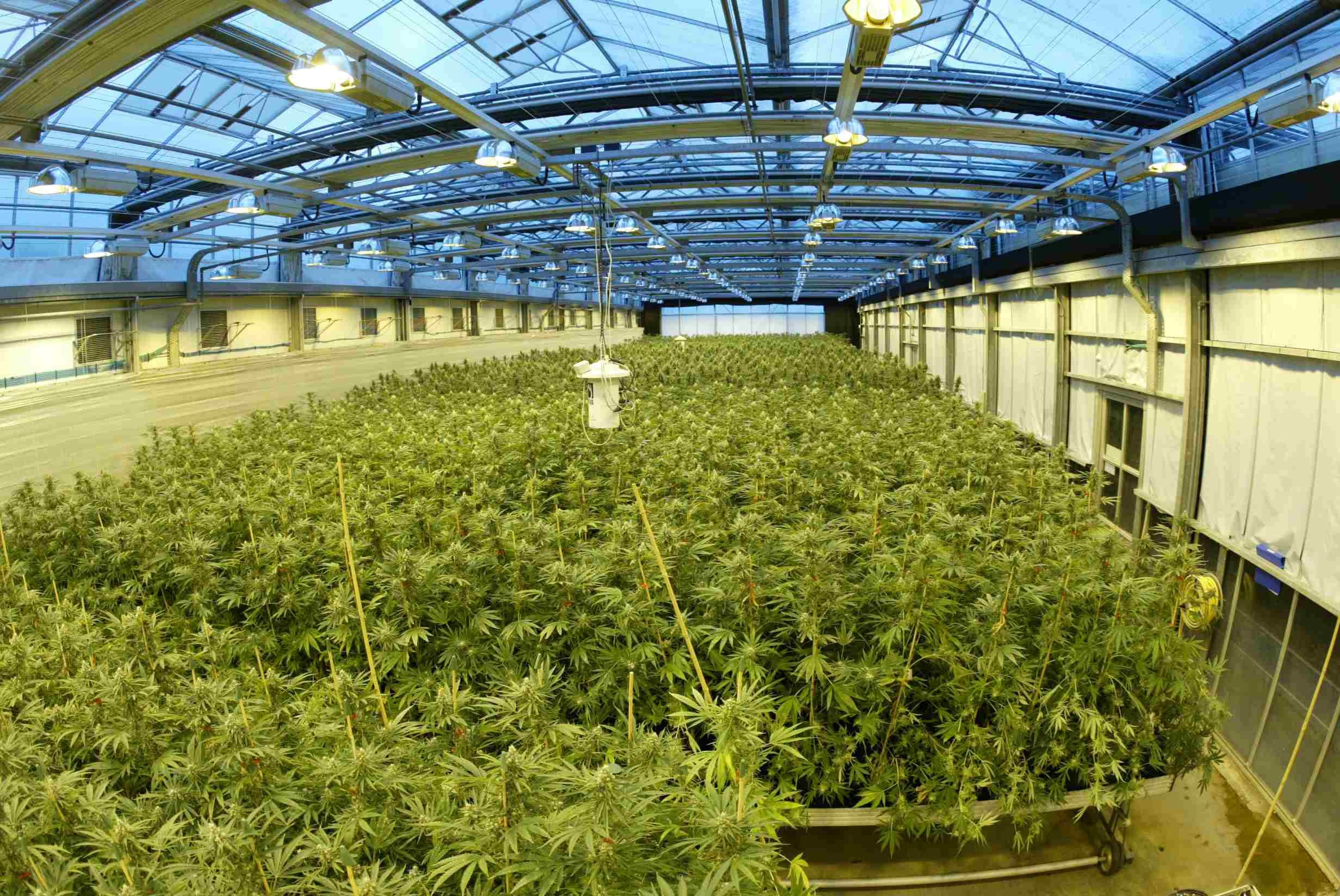 A GW Pharmaceutical marijuana grow house with many rows of plants.