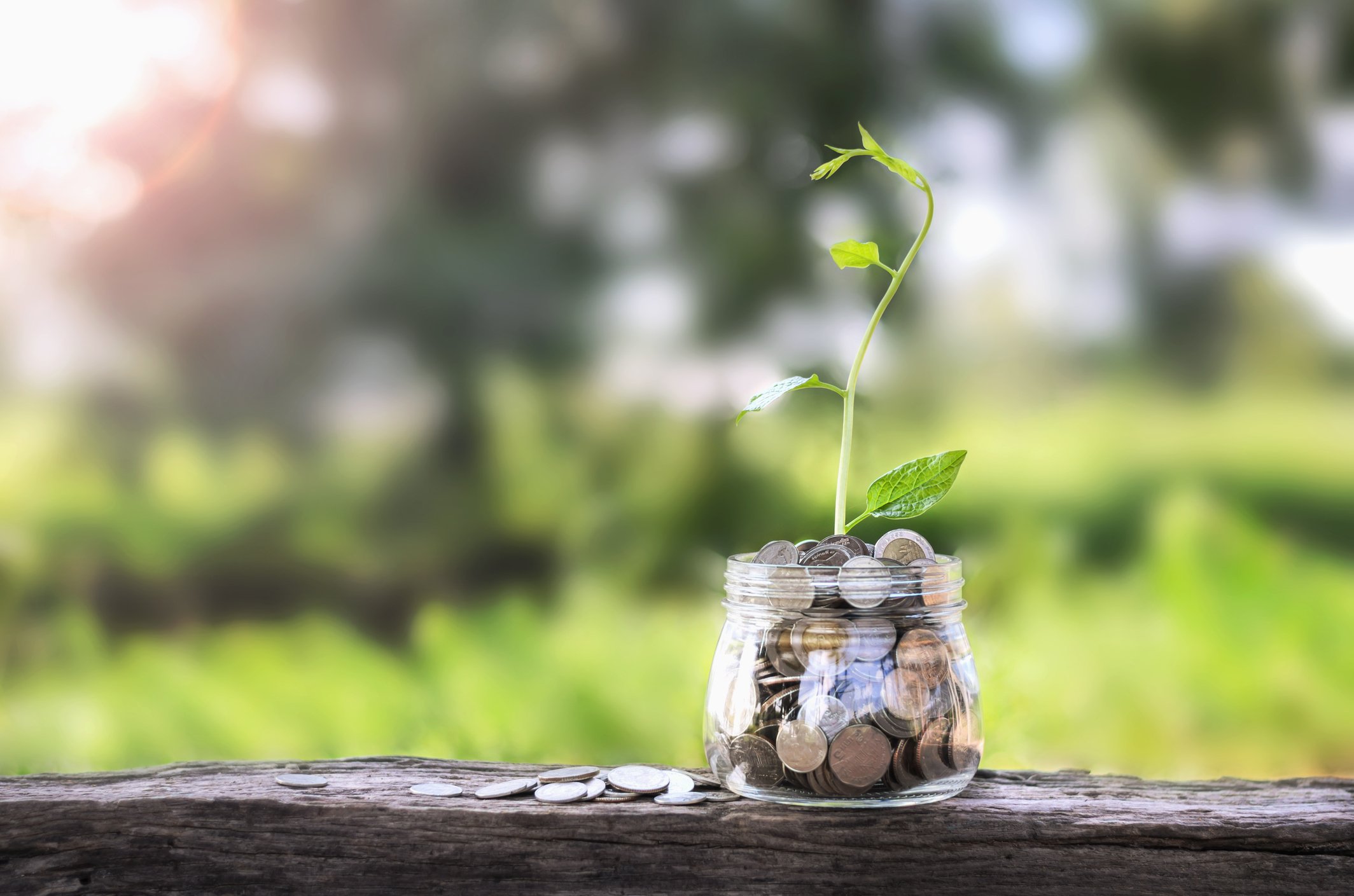 A plant sprouting out of a jar of coins that's sitting outside on a sunny day.