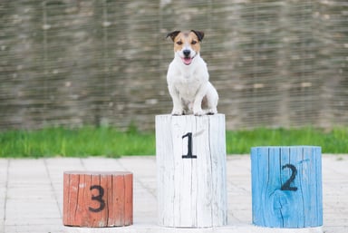 top-prize-dog-on-first-place-podium-getty