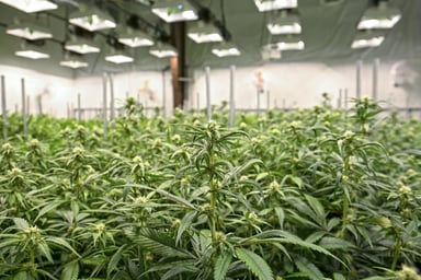 Marijuana greenhouse