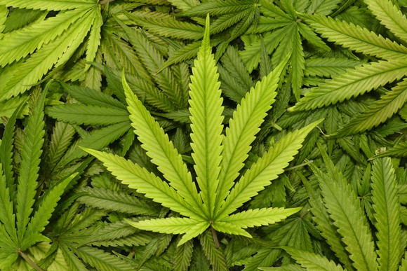 Pile of marijuana leaves with one leaf prominently displayed in center