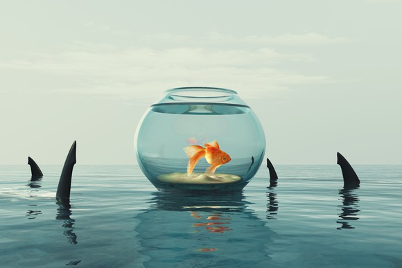 A goldfish in a bowl sits atop water, surrounded by shark fins