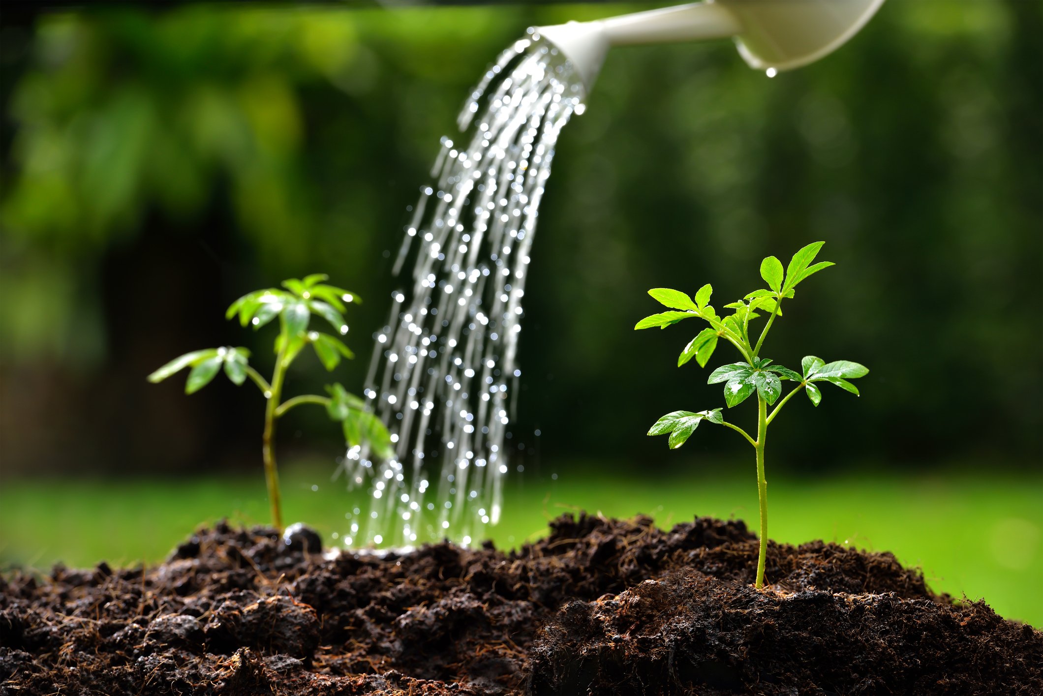 A watering can watering two young seedlings.