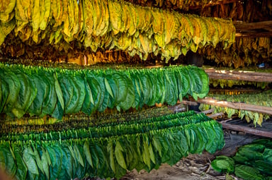 Tobacco GettyImages-504858430