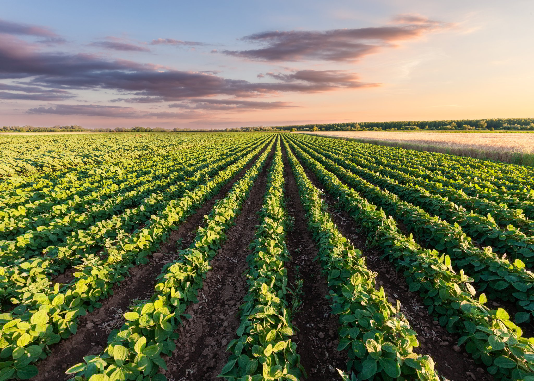 Soybean field under a partly cloudy sky