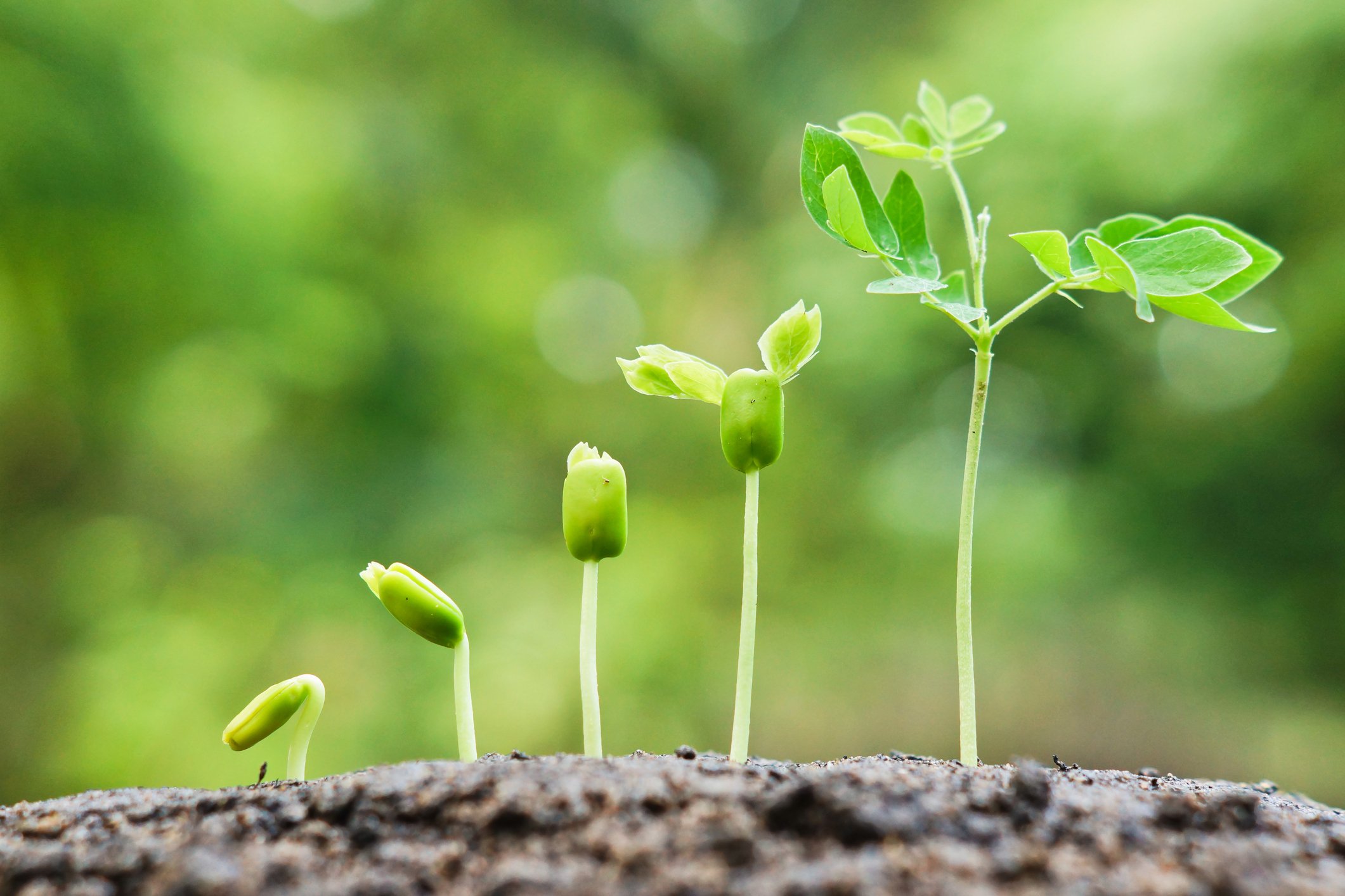 Seedlings in a row with each plant being taller than the one before it.