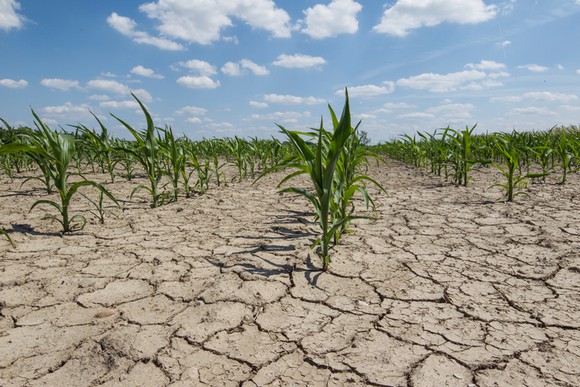 Rows of corn in a dry field.