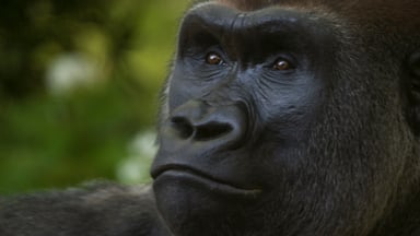 discovery gorilla