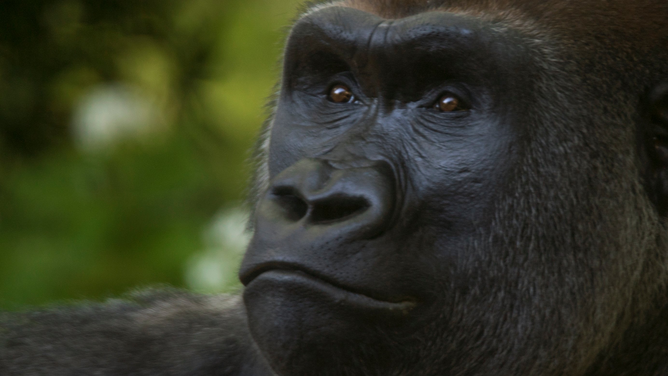 A gorilla.