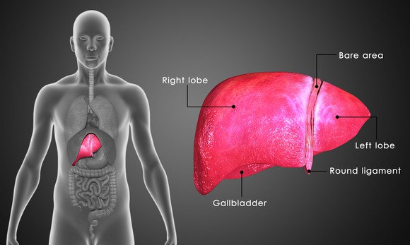 Drawing of a human with the liver highlighted and a closeup of the parts of a liver