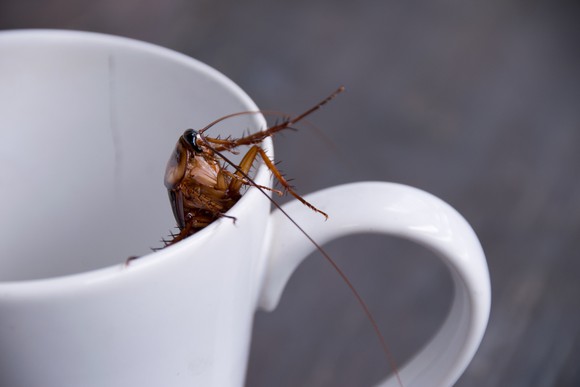 A cockroach in a cup