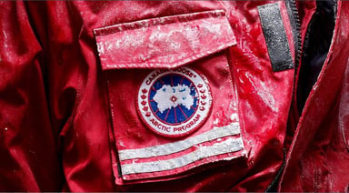canada goose