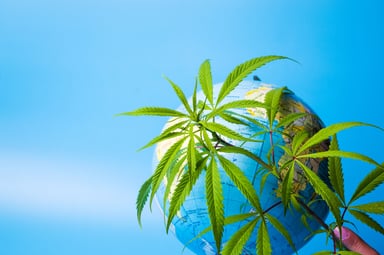 Marijuan leaf in front of globe