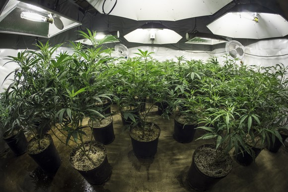 Potted cannabis plants in an indoor commercial grow farm under special lighting.