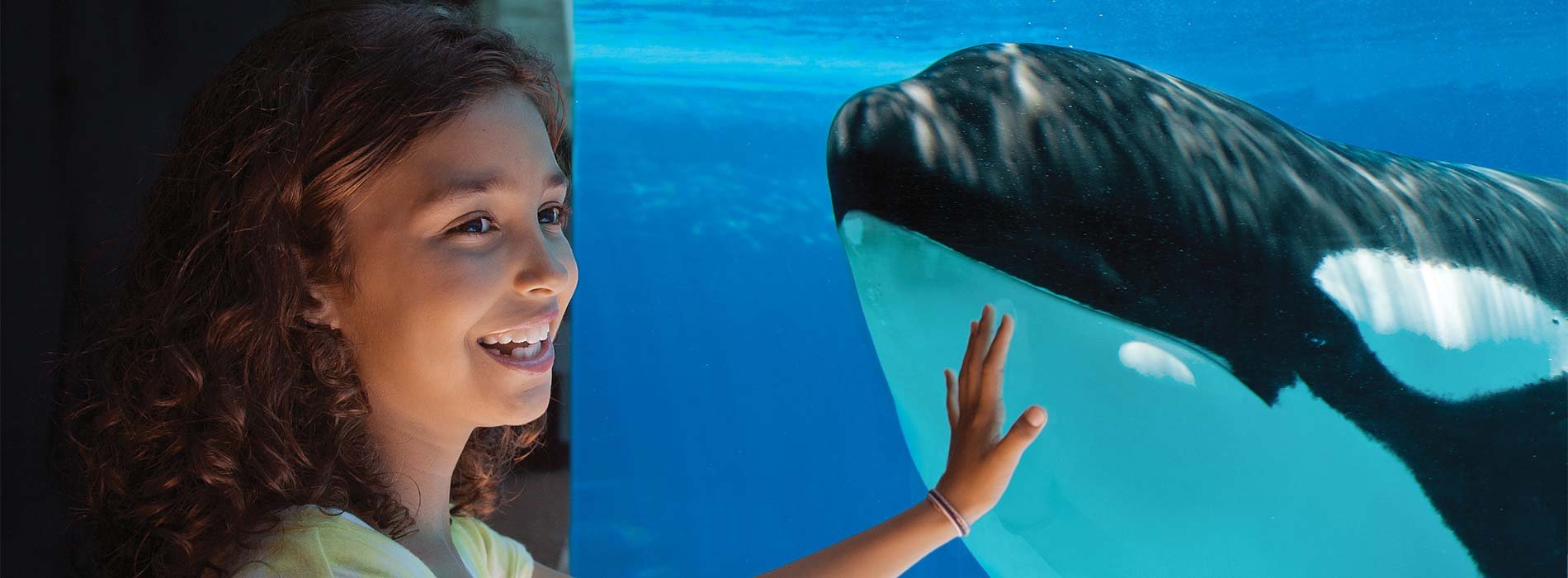 A girl puts her hand on a tank wall next to an orca.