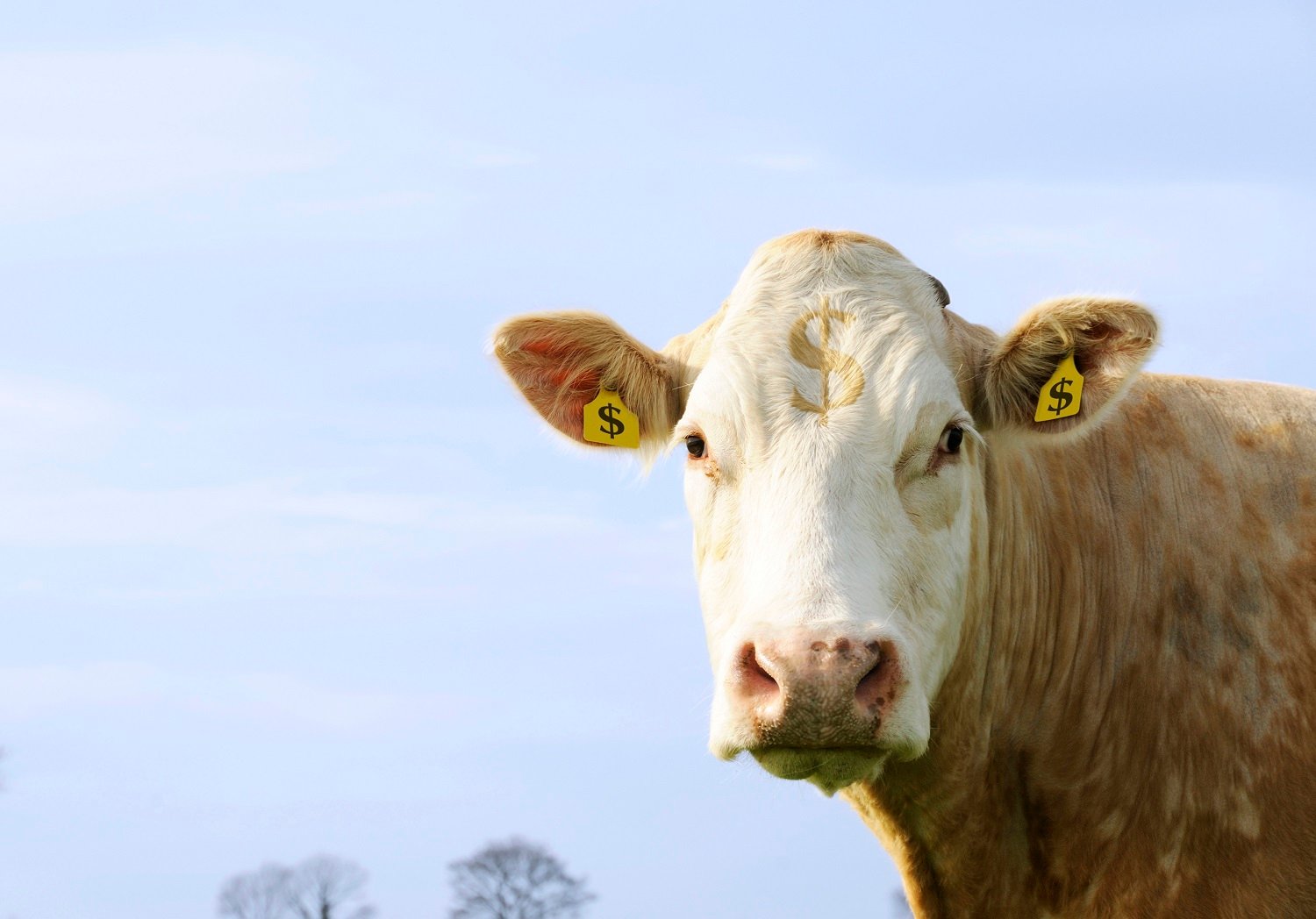 A cow with ear tags showing dollar symbols