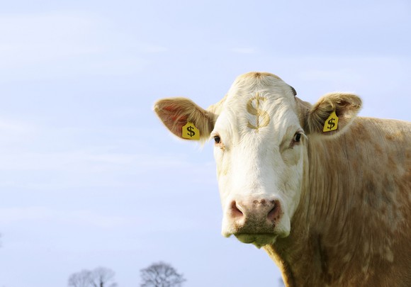 A cow with ear tags showing dollar symbols