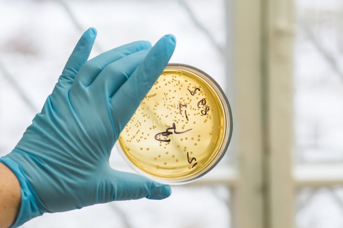 A gloved-hand holding up a petri dish used to isolate soil microbes.