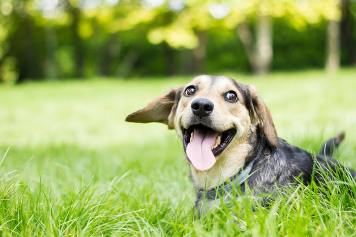 Happy dog lying in grasss